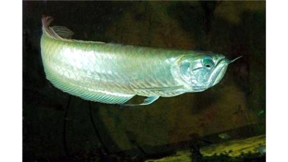 Kutsal Balık Arowana Aqua Vega\'da