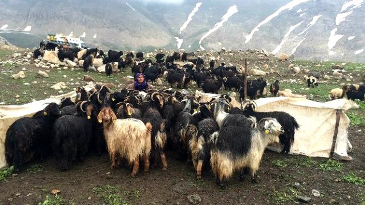 Siirtli Koçerlar Van Yaylalarında