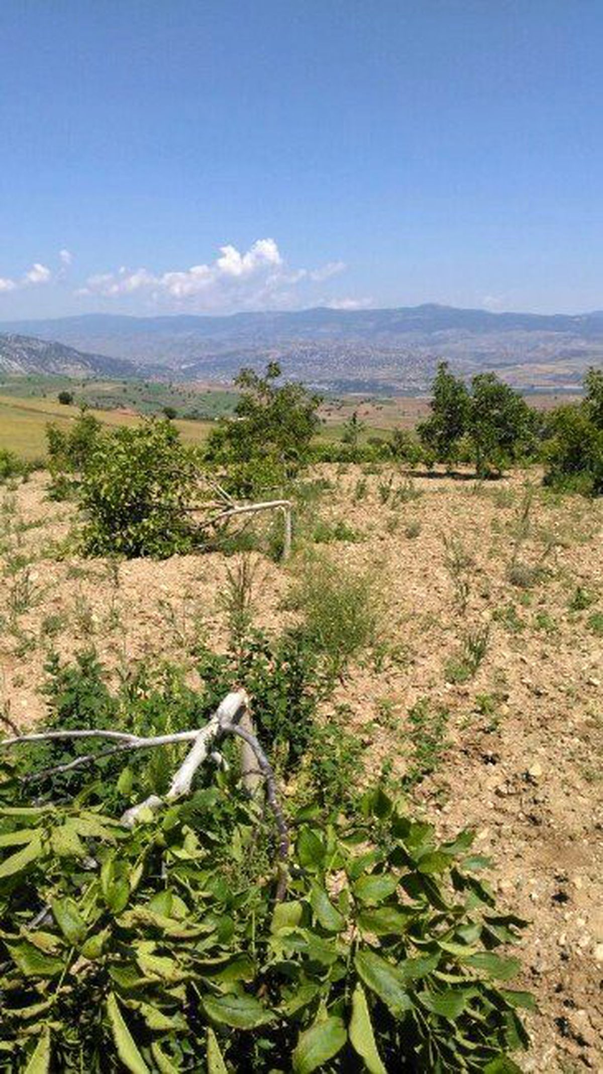 Tokat\'ta Ceviz Ağacı Katliamı