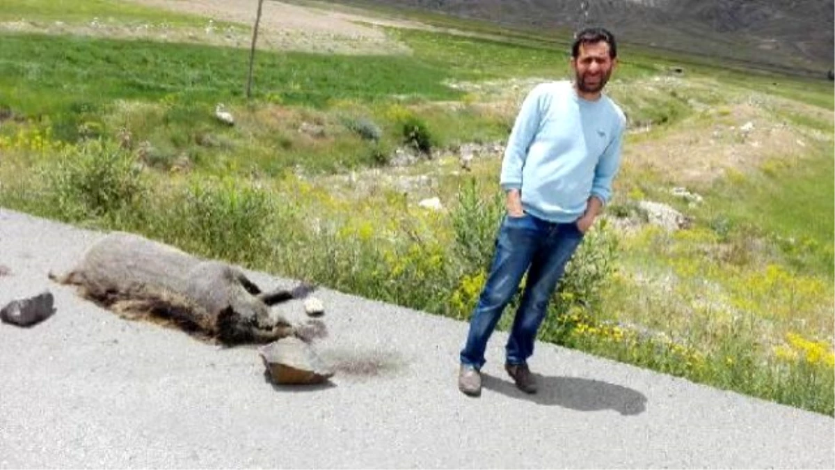 Domuzu İşkenceyle Öldürüp, Fotoğraflarını Paylaştılar