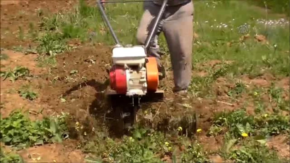 Pazaryeri Boncuğu"Nun Rekoltesinde Artış Bekleniyor