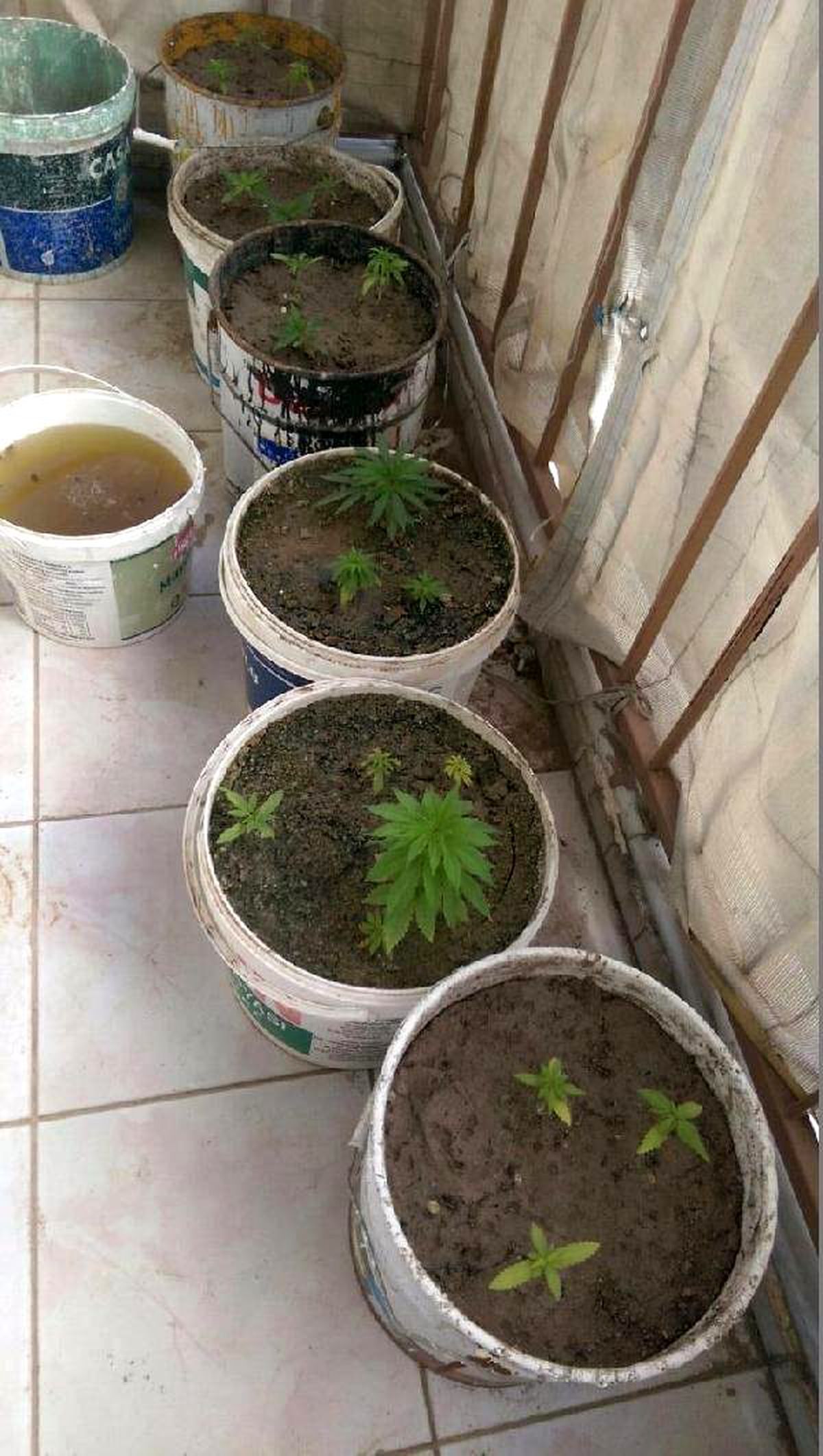 Saksılardaki Uyuşturuculara Polis Baskını