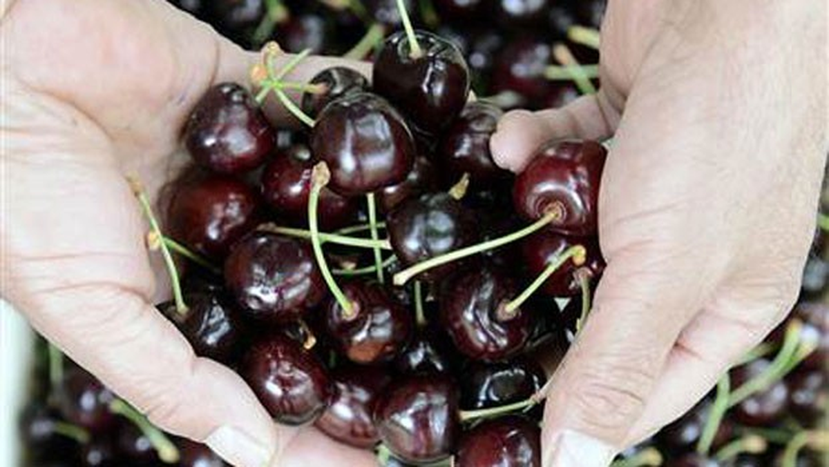 Bin 320 Nüfuslu Köyün Kiraz İhracatı Başladı