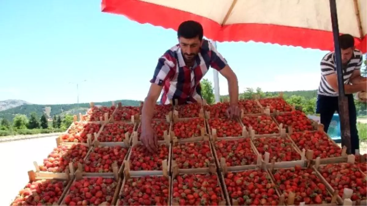 Elazığ\'a Özgü Meşhur \'Gezin Çileği\' Tezgahlara Çıkmaya Başladı