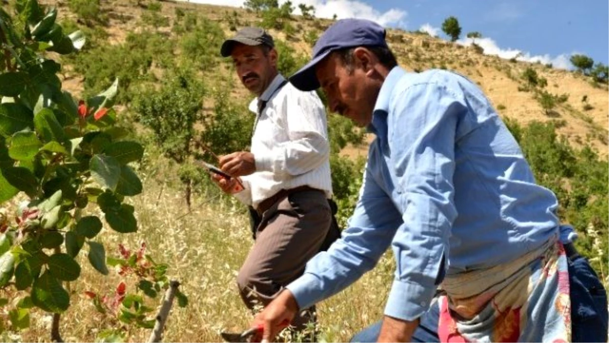 Menengiç Ağacından Fıstık Üretilecek