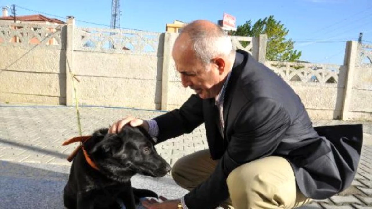 Bakanlıktan Sahipsiz Köpek Operasyonu