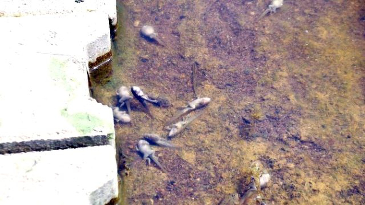 Kanalizasyon Taştı, Kurbağa Larvaları Öldü