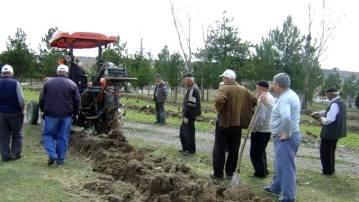 Orman Bölge Müdürlüğü\'nün Ağaçlandırma Çalışmaları