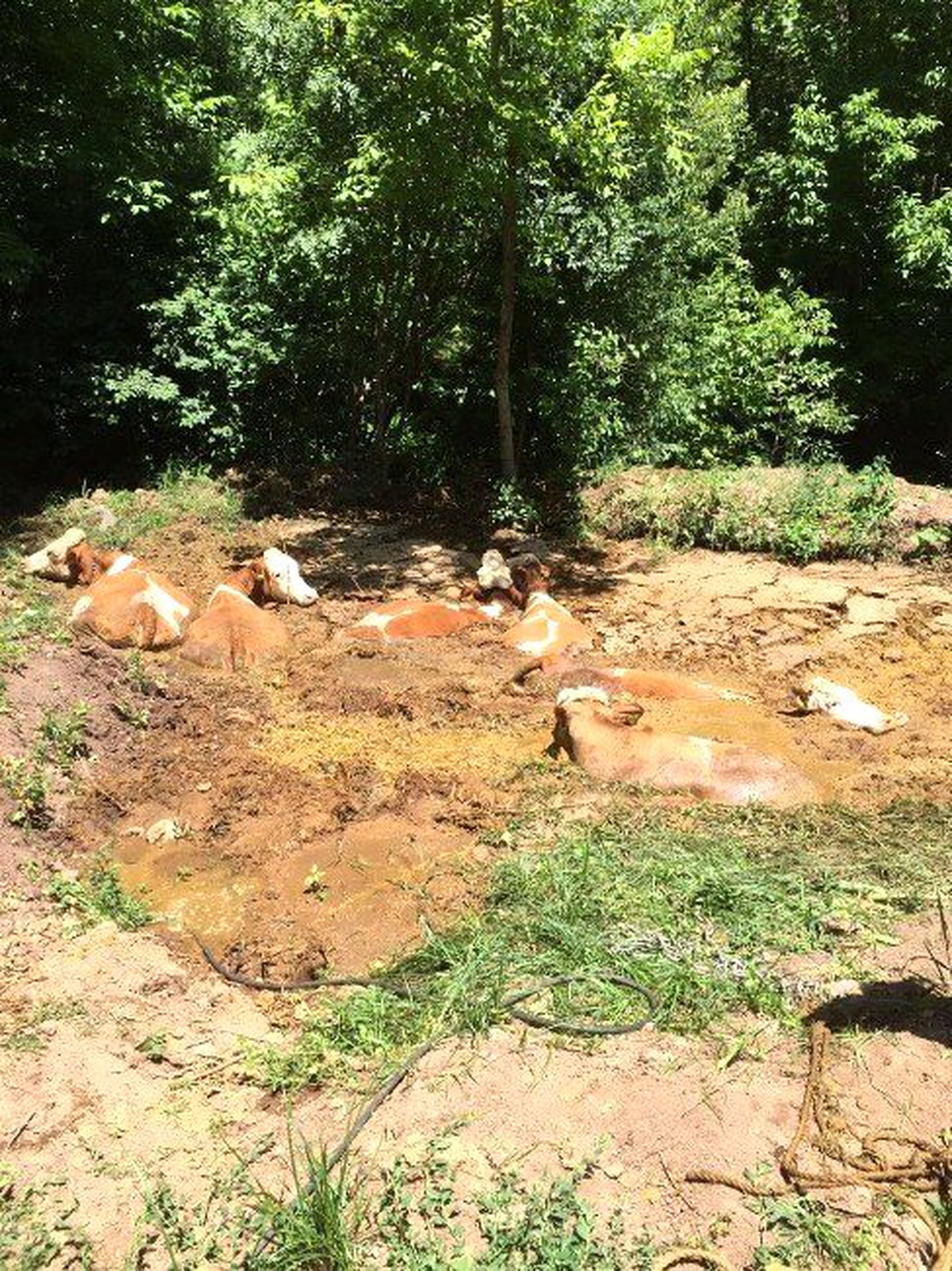 Balçığa Saplanan İnekleri İtfaiye Kurtardı