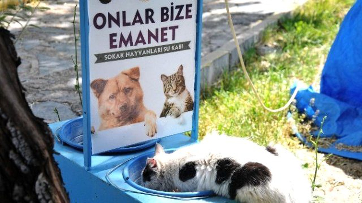 Bozüyük Belediyesi Sokak Hayvanlarını Unutmadı