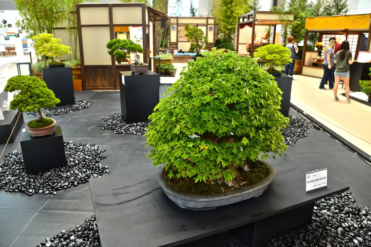 Expo 2016\'da 140 Yıllık Bonsai Sergileniyor