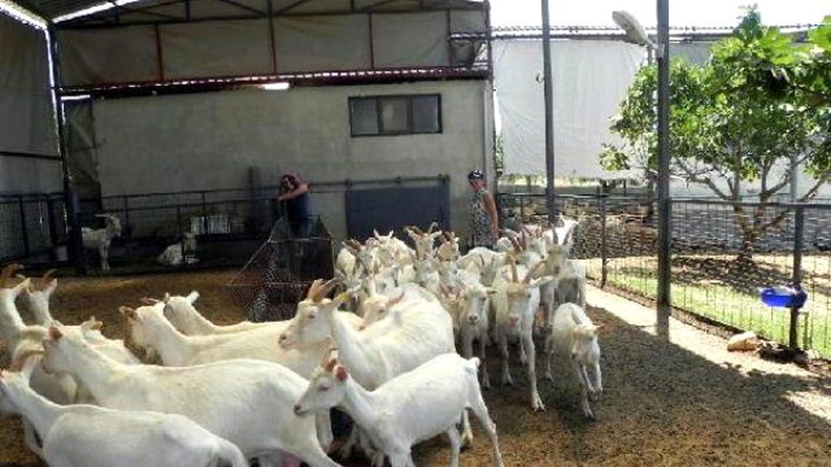 İstanbullu Mimar Keçi Çiftliği Kurdu
