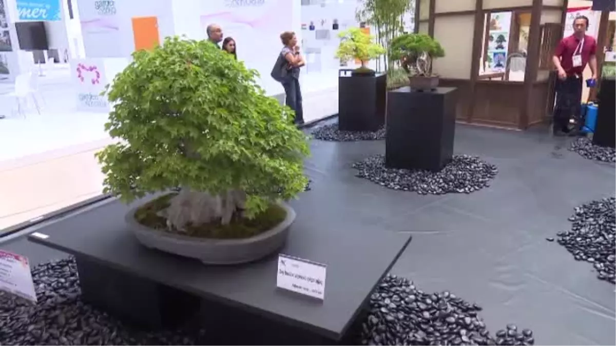 Japonların Bonsai Sergisi, Expo\'da