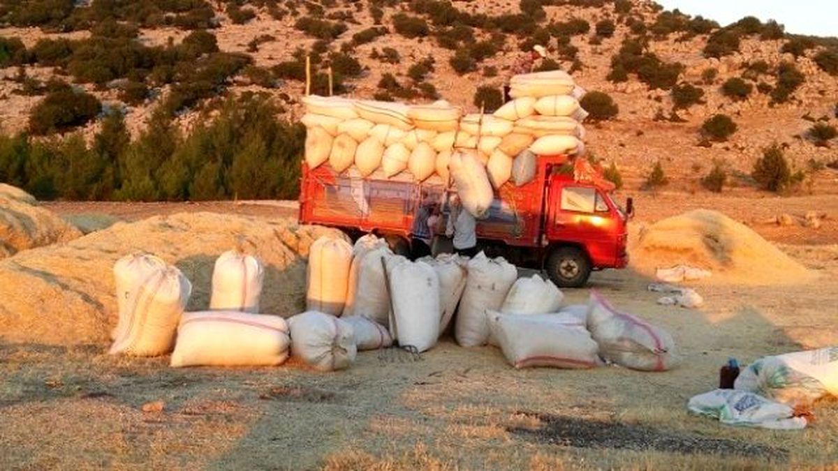 Tahılda Kuraklık Sonrası Hasat Mevsimi