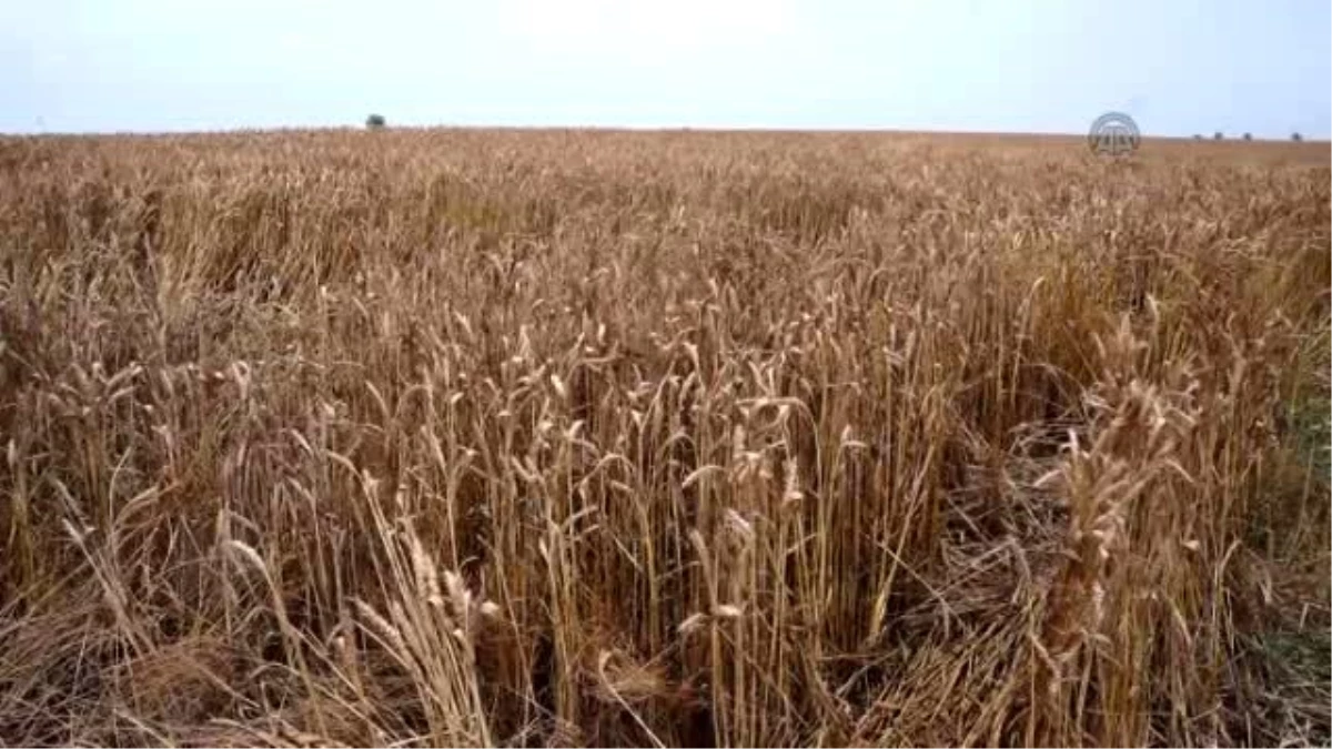 Trakya\'da Buğday Hasadı Başladı