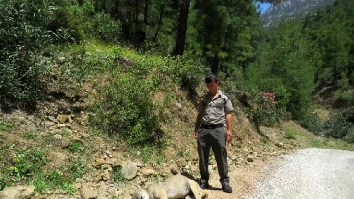 Yabani Kurt Ölü Bulundu