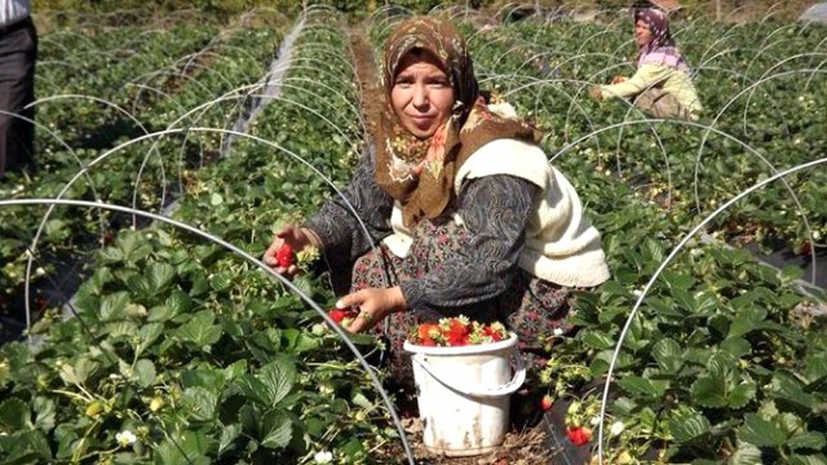 Yalova\'daki Çilek Hasadının Yüzde 40\'ı Tamamlandı