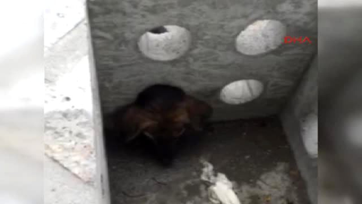 Zonguldak Beton Çiçek Saksısına Sıkışan Köpek Kurtarıldı