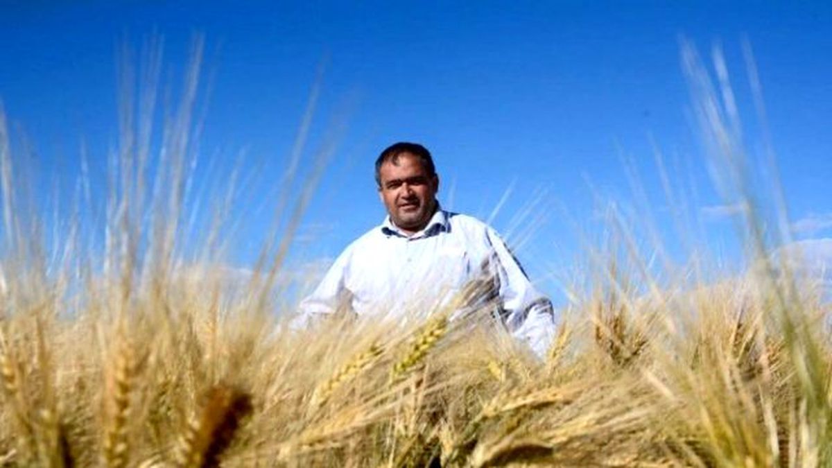 Aksaray\'da Hasat Dönemi Başlıyor