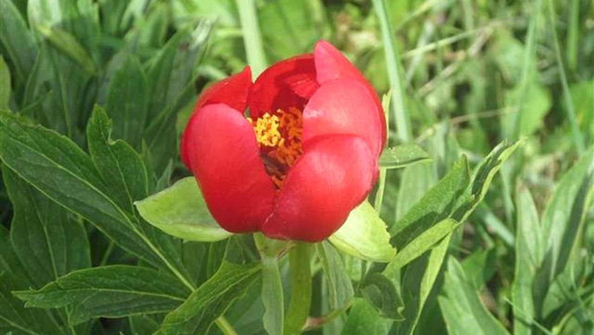 Bu Laleleri Koparmanın Cezası 41 Bin Lira