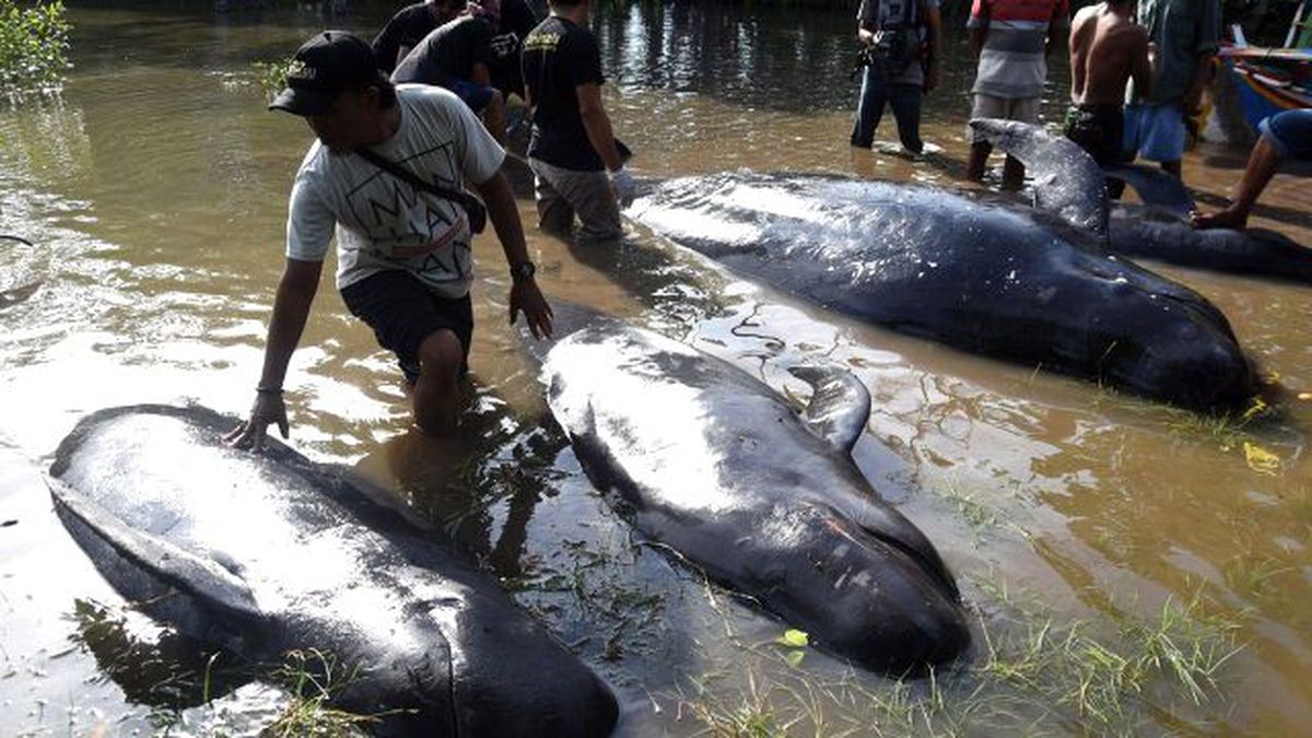 Endonezya'da 32 Balina Karaya Vurdu