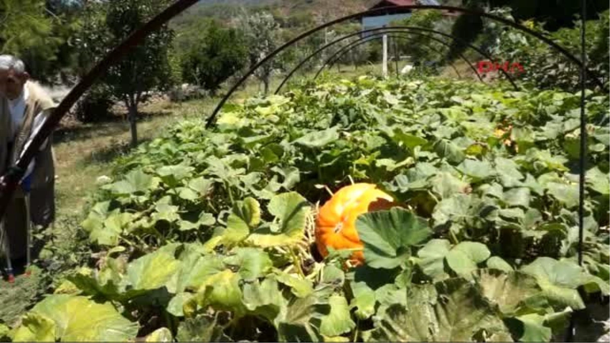 Fethiye - Huzurevi Bahçesinde 200 Kiloluk Kabak Yetiştirdi