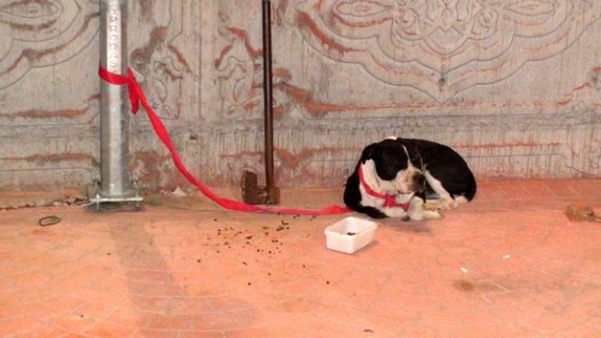 Pitbullu Gasp Çetesi Köpekle Birlikte Yakalandı