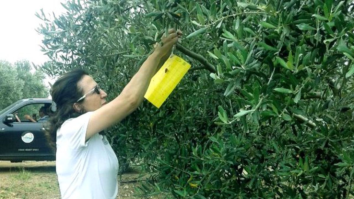 Aydın\'da Zeytin Sineği Popülasyon Takibi Başladı