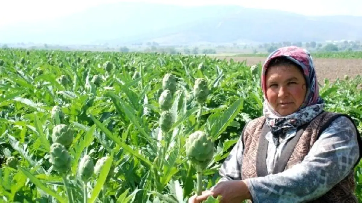 Hasadı Hırsızlar Yaptı... Tarladan 9 Bin Kök Enginar Çalındı