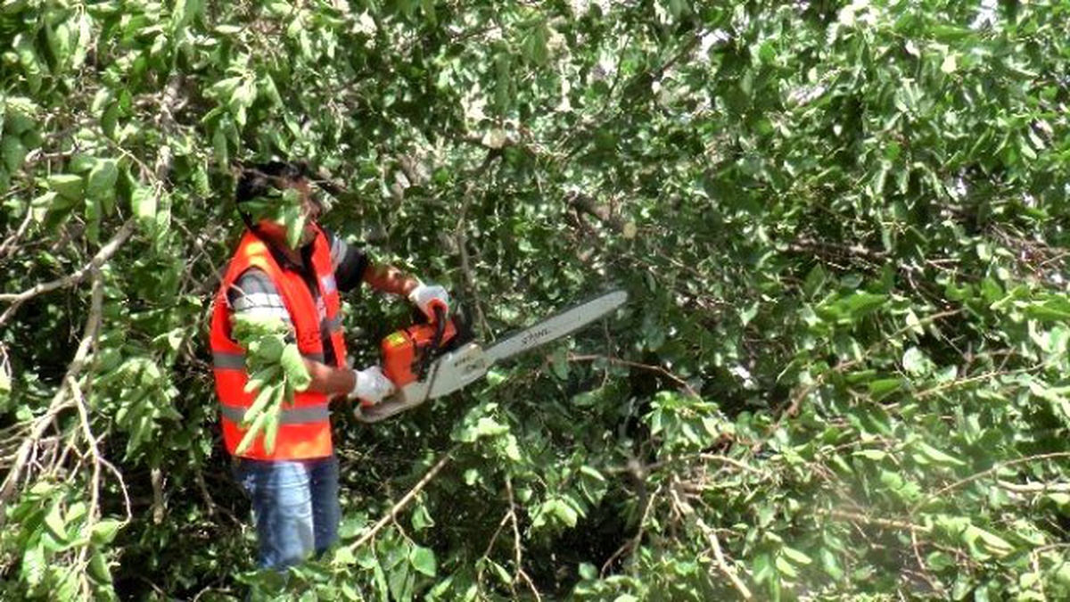 Rüzgarda Sökülen Ağaç Otomobillerin Üzerine Devrildi