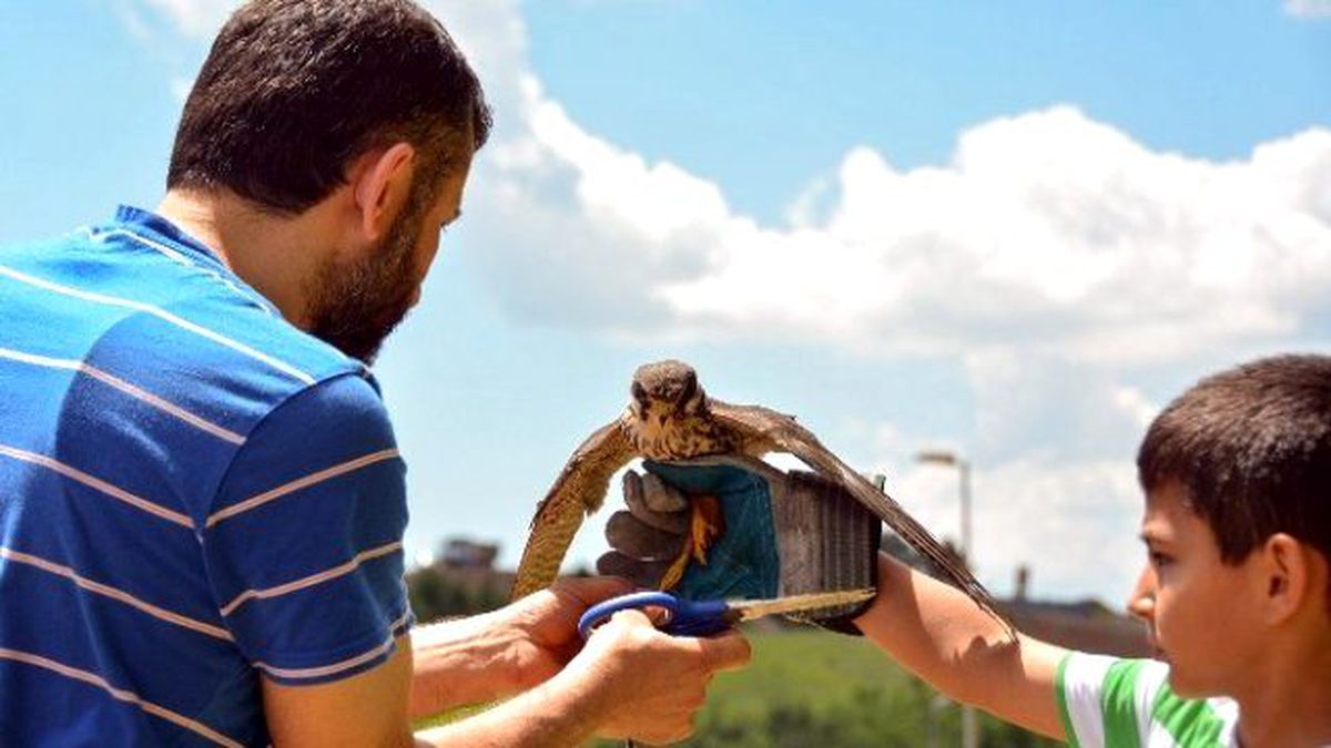 Üniversitede Bakılan Doğan Doğaya Bırakıldı