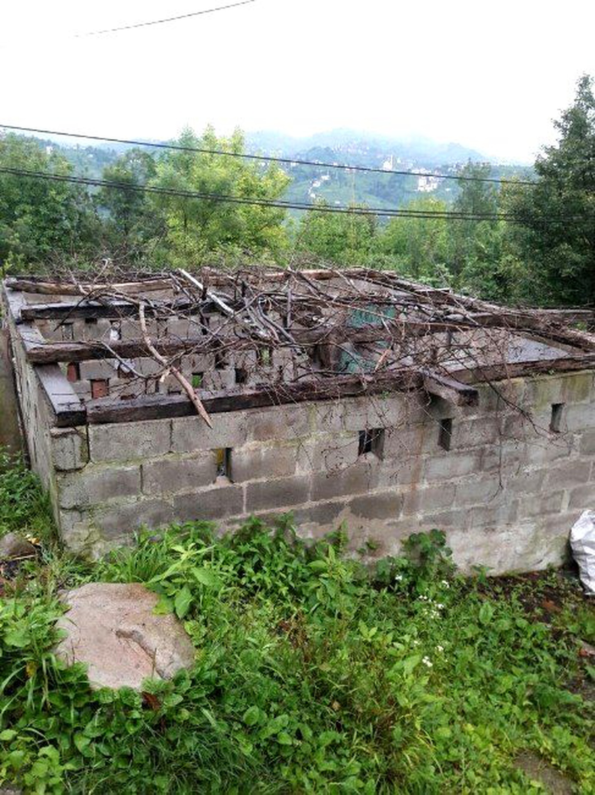 Yeni Ekilen Kenevirler Piyasaya Sürülmeden Yakalandı