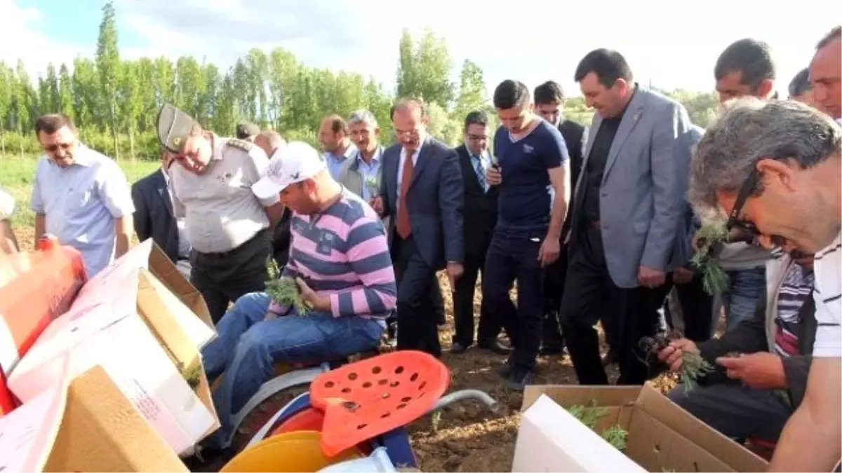 Çayıralan Çiftçisinin Yeni Gelir Kapısı Lavanta Olacak