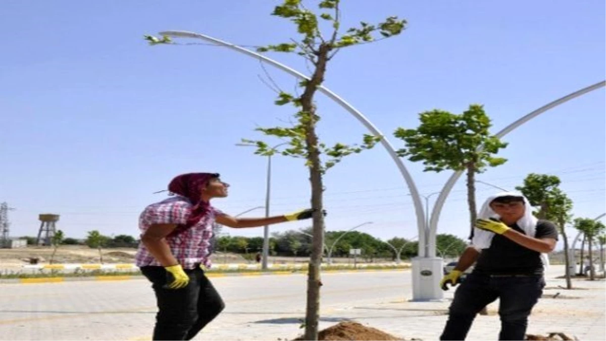 Ergani\'de Kuruyan Ağaçların Yerine Yenileri Dikildi