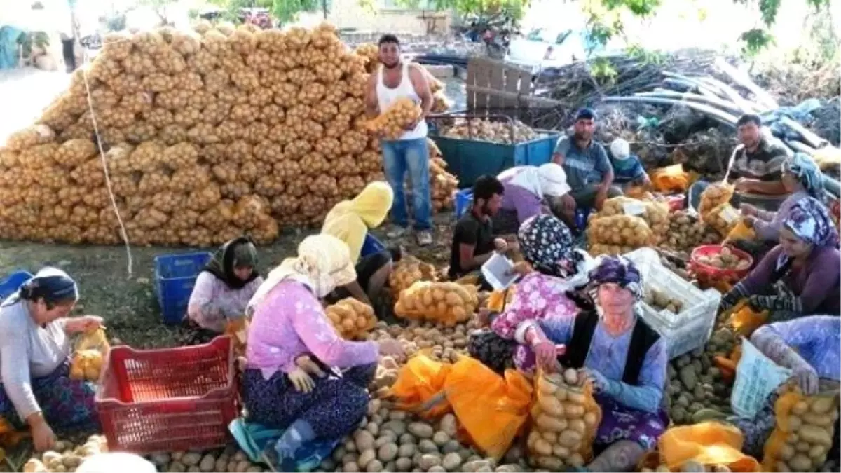 İzmir Büyükşehir Ödemiş\'ten Patates Alımına Başladı