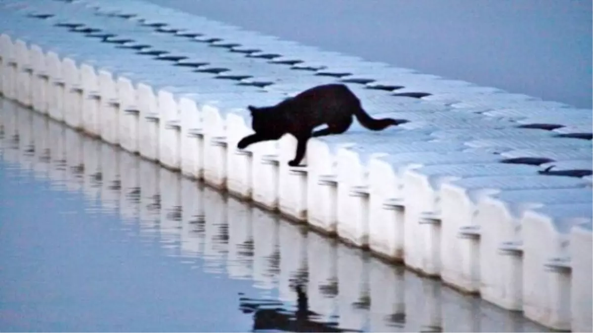 Kara Kedi Balık Peşinde