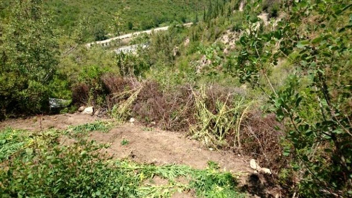 Taşağıl\'da Kenevir ve Esrar Operasyonu