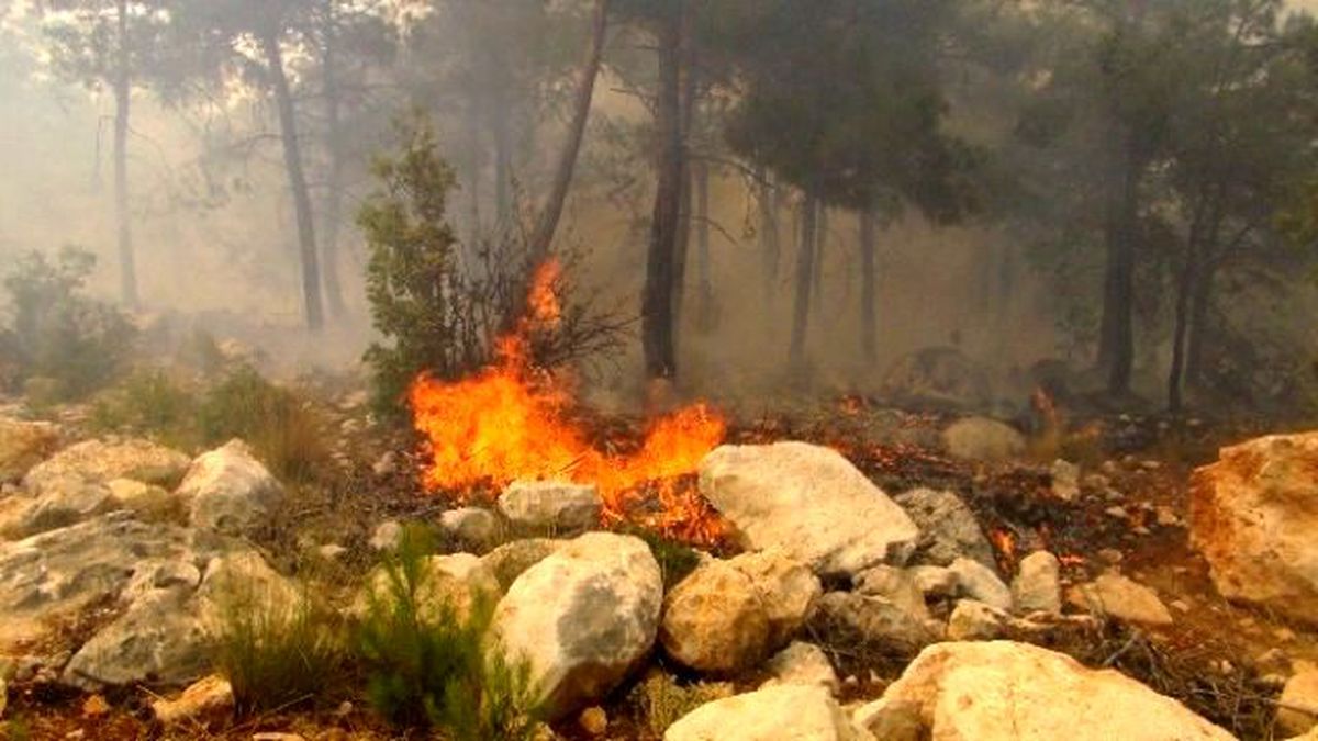 Çay Demledi, 100 Dönümlük Kızılçam Ormanını Yaktı