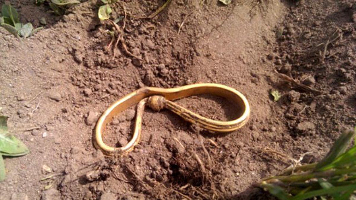 Vikinglere Ait Takılar Dedektörle Bulundu