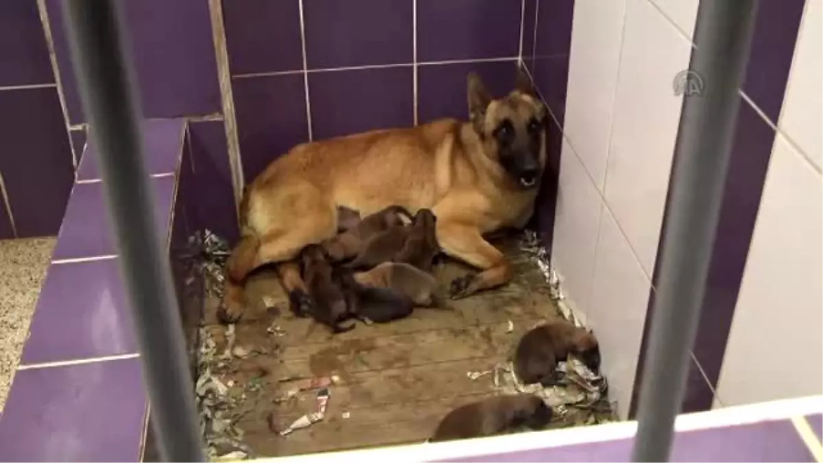 Jandarmanın Köpeklerine Doğumdan İtibaren Özel Eğitim