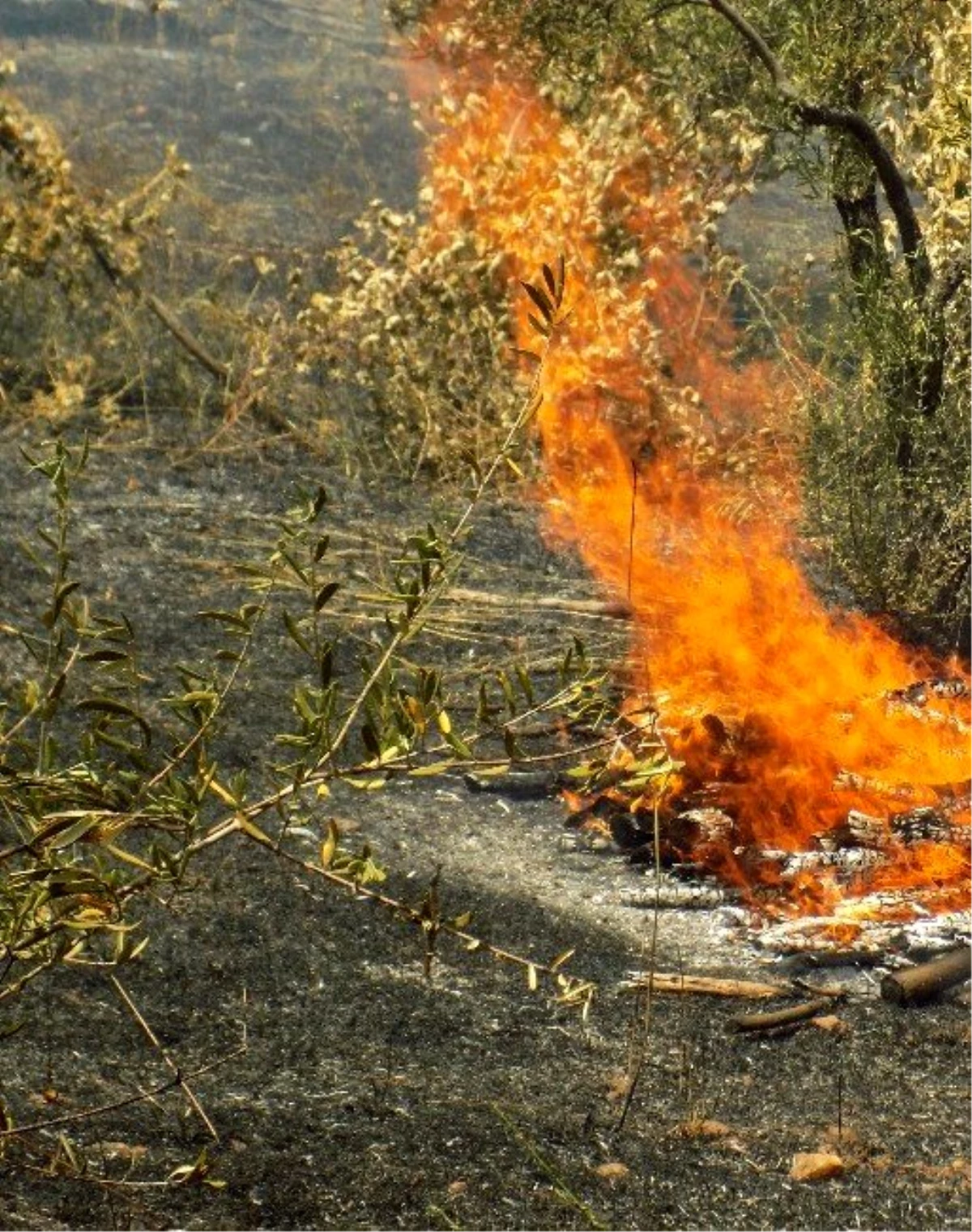 Karacasu Yaylasında Korkutan Yangın