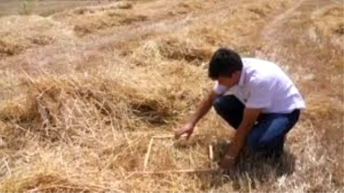 Tarlalarda Hasat Kontrolleri Başladı