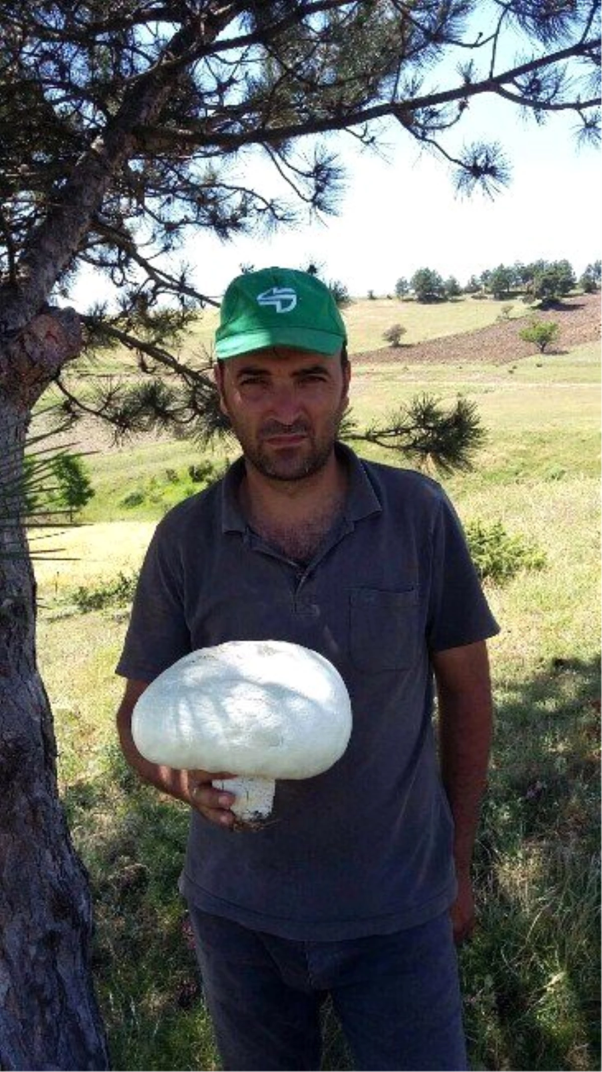 2 Kilo Ağırlığındaki Kültür Mantarı Görenleri Şaşırttı