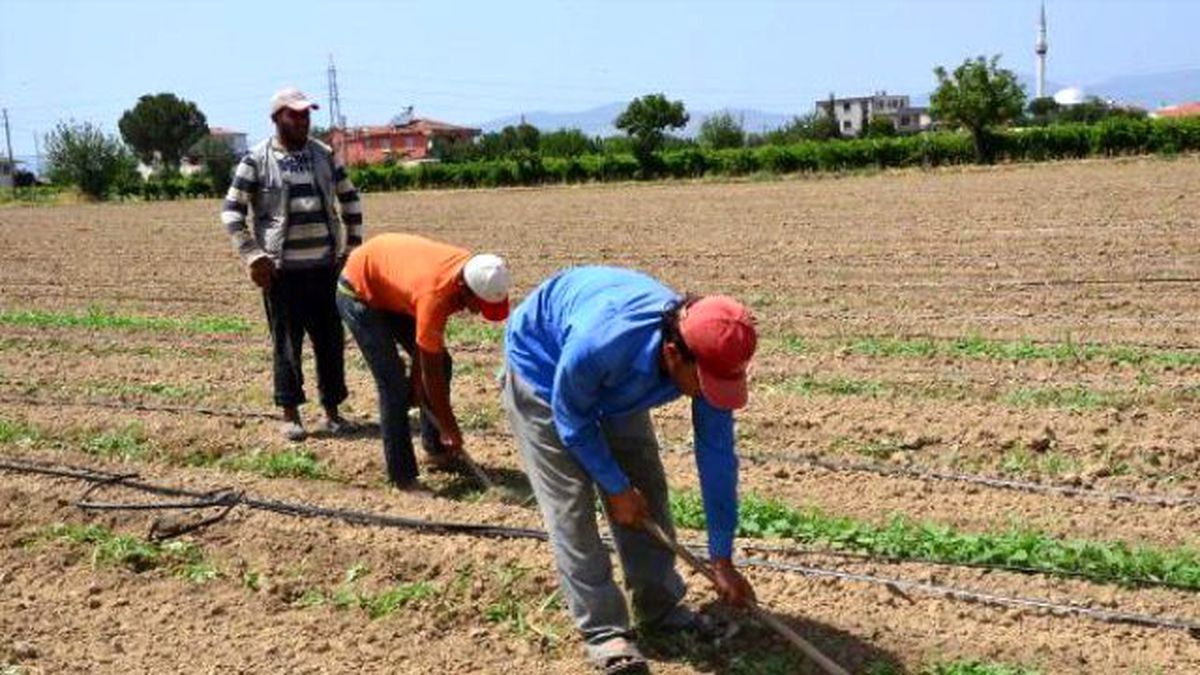Aşırı Sıcakta 50 Lira Yevmiyeyle Çapa Yapıyorlar