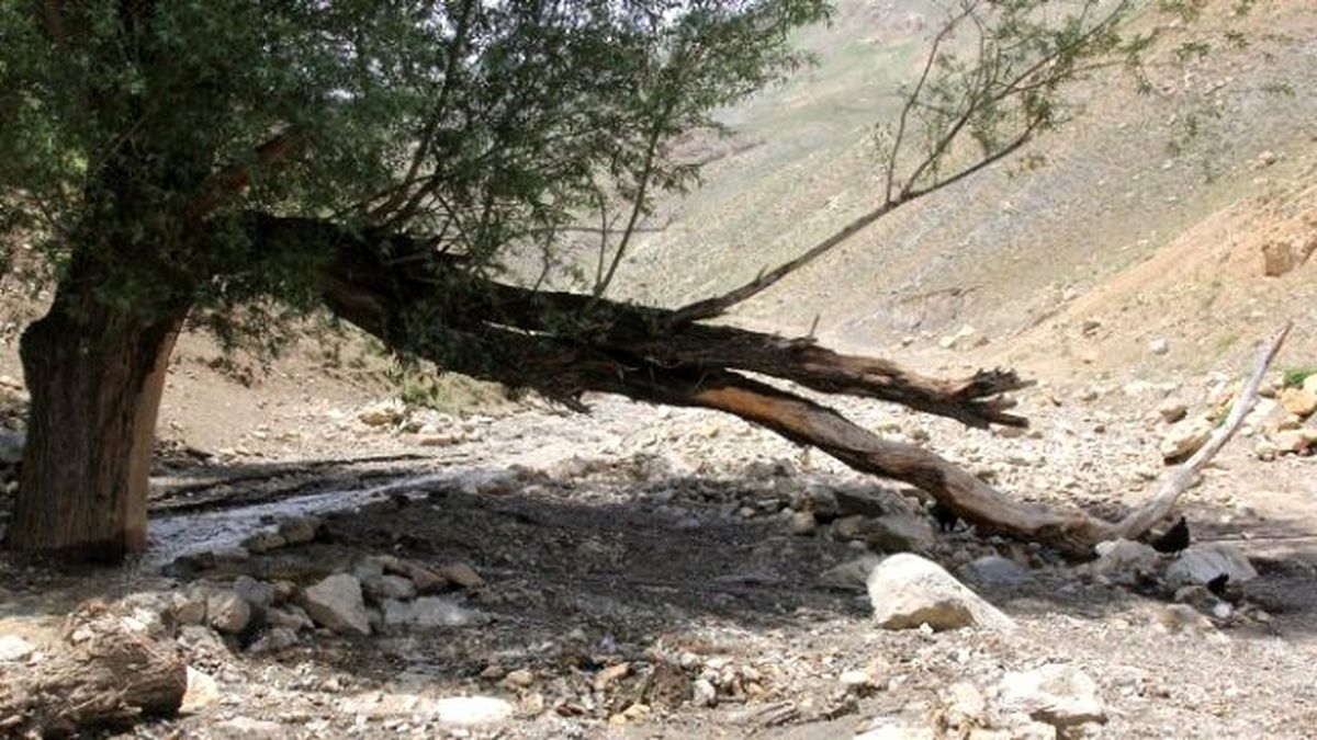 Başkale\'de Sel 30 Koyunu Telef Etti