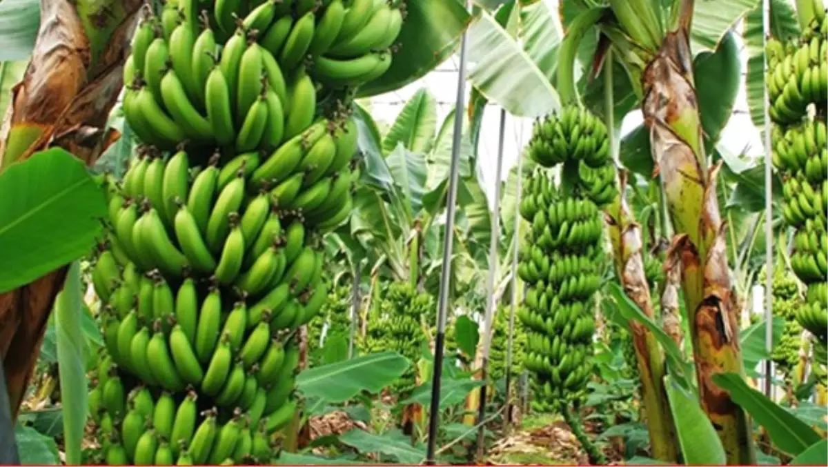 Çilek Diyarında" Muz Seraları Yükseliyor