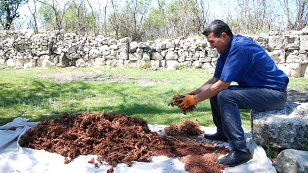 Dağdan Toplanıp Kilosu 20 Liradan Satılıyor