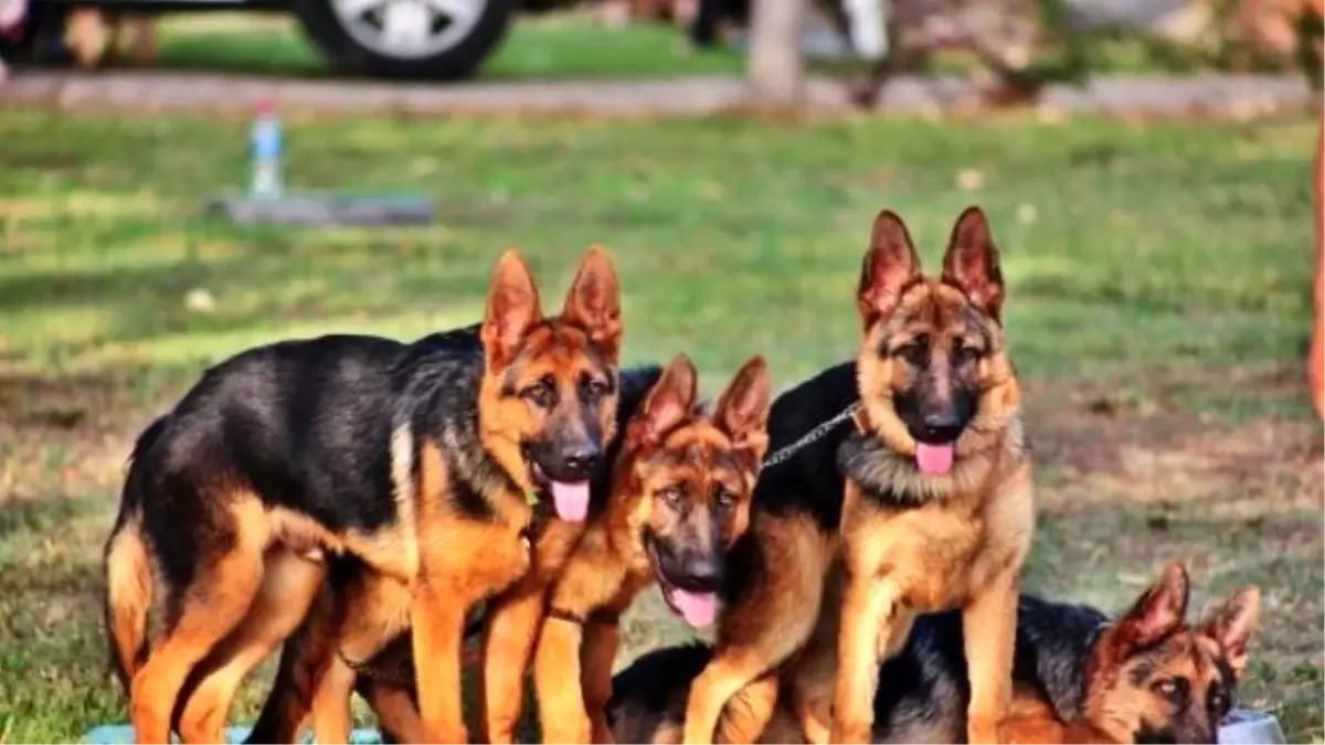 En Güzel Köpekler Bodrum\'da Belirlendi