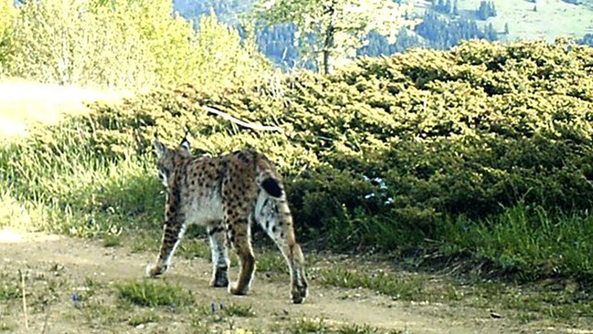 Fotokapan Yakaladı! Amanoslar'da İlk Kez 'Vaşak' Görüntülendi