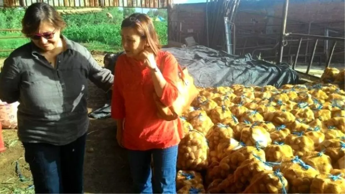 Konak Belediyesi Üreticiye Destek İçin 110 Ton Patates Aldı